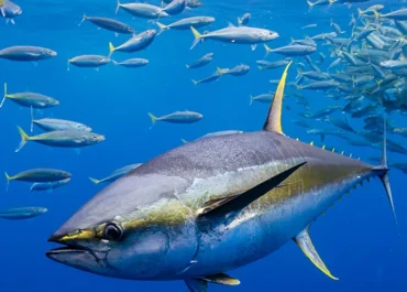 Ahi Tuna Fishing Off the Kona Coast